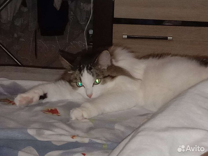 Кошка в дар