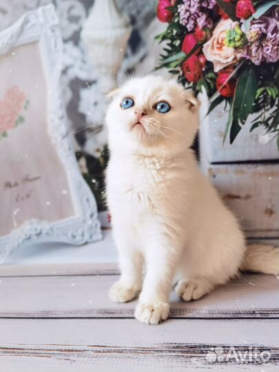 Шотландский колорный котёнок Золотая шиншилла