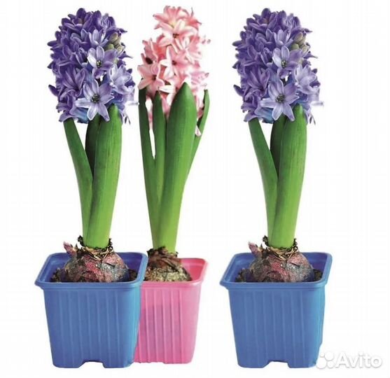 Гиацинт в горшочке цветущий