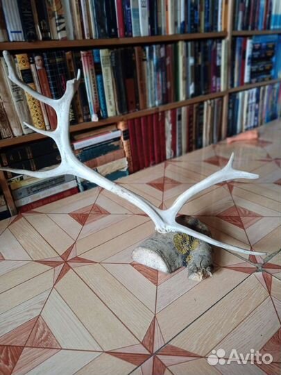 Рога оленя на подставке