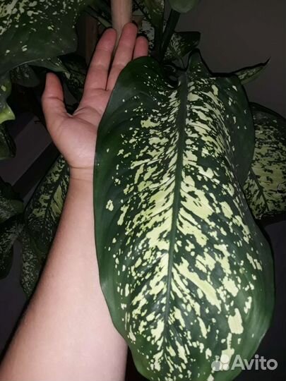 Диффенбахия