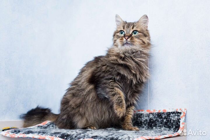 Мисс Совершенство