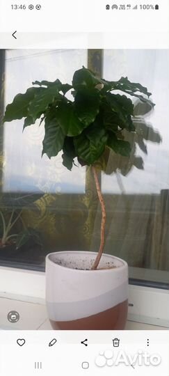 Кофе арабика