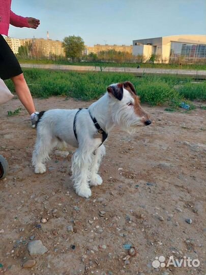 Фокстерьер