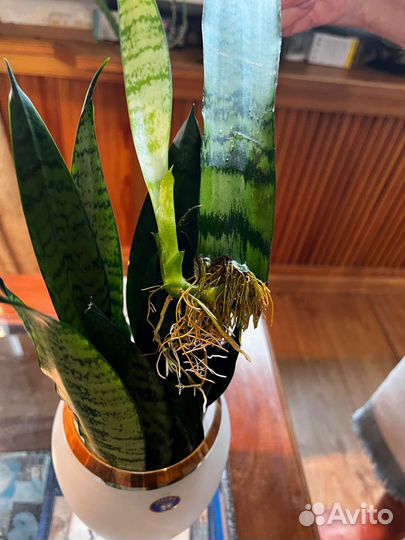 Сансевиерия трифасциата