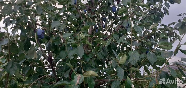 Плодоносящий сад 2'7га Урвань