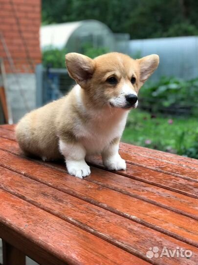 Вельш-корги пемброк
