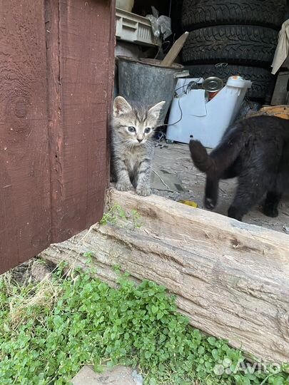 Котята в добрые руки даром