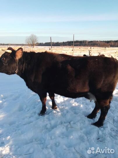 Корова на мясо