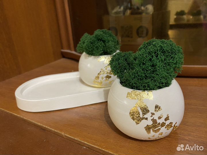 Кашпо со стабилизированным мхом