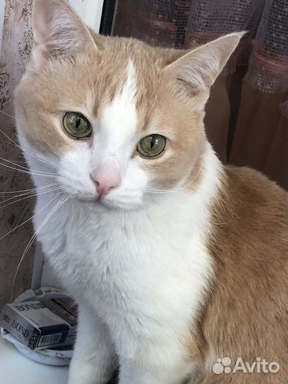 Котик ищет дом