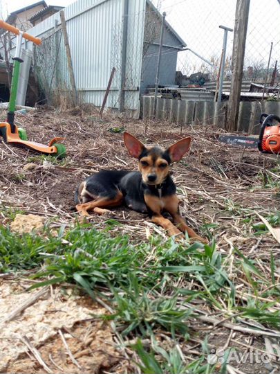 Той-терьер щенки