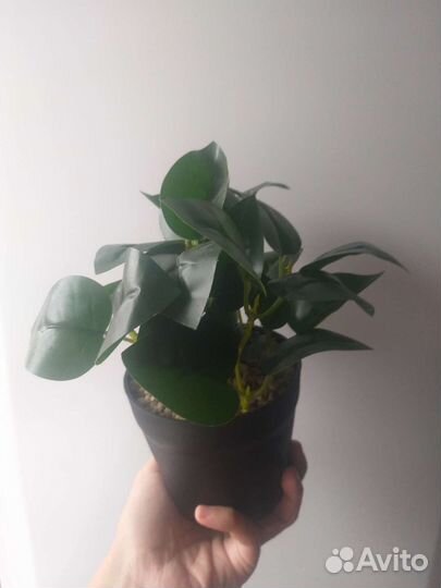 Декорация в горшочке из fix price