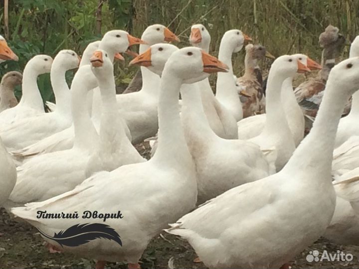 Утята, гусята