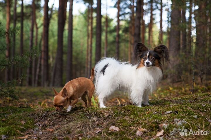 Новый портретный объектив СССР 50мм