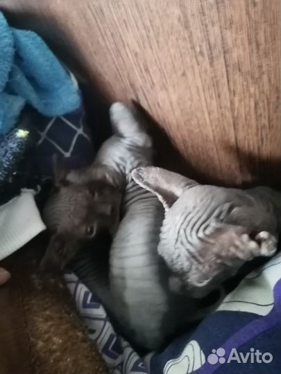 Канадский сфинкс котенок, девочка