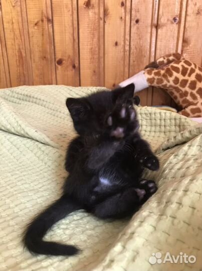 Котята в надежные руки