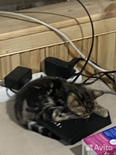 Бенгальские котята