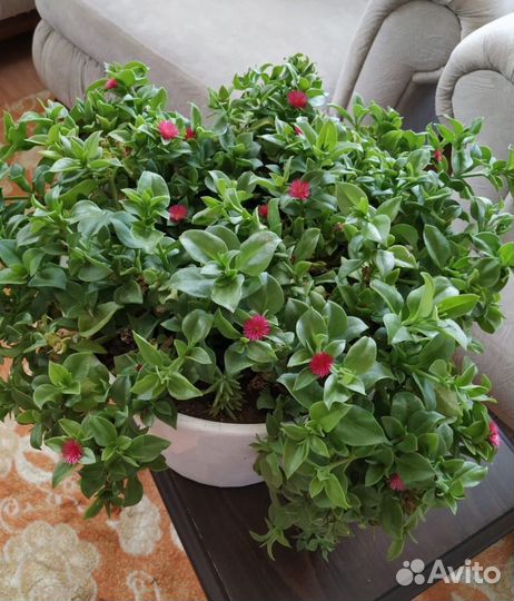 Аптения в наличии 1 шт