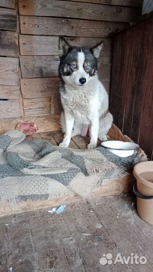 Помски мини хаски