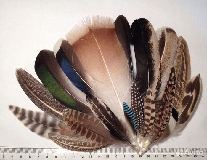 Перья птиц (в том числе наборы)