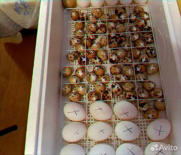 Инкубатор несушка