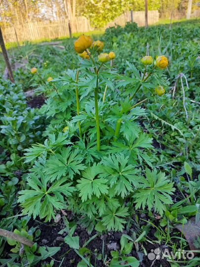 Купальница(жарки)