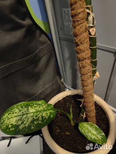 Диффенбахия