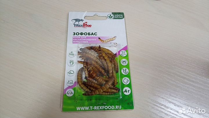 Мучные черви и Зофобас сушёный