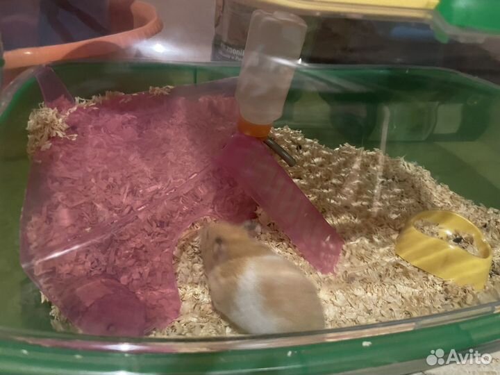 Хомяк с клеткой