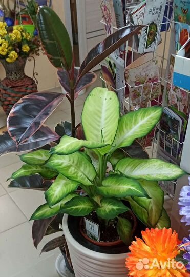 Диффенбахия