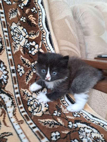 Котята-пушистики