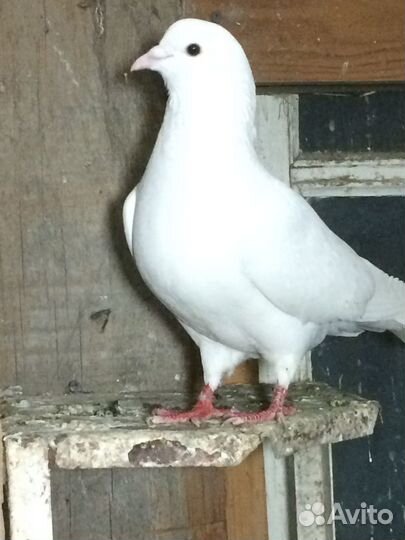 Белые голуби