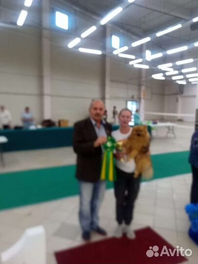 Дрессировка и воспитание собак