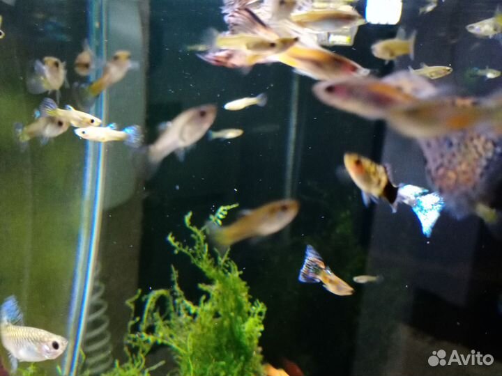 Аквариумные рыбки и растения