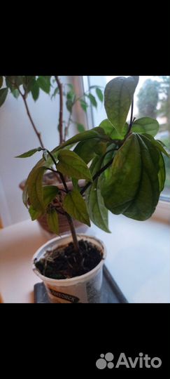 Комнатные цветы