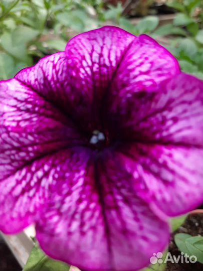 Рассада петунии вегетативная