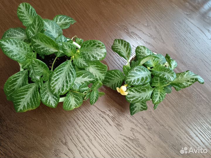 Комнатные растения