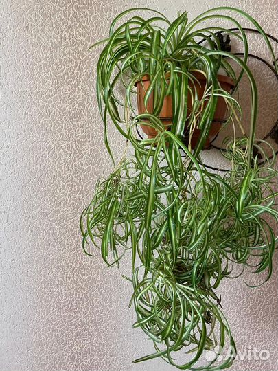 Хлорофитум кудрявый