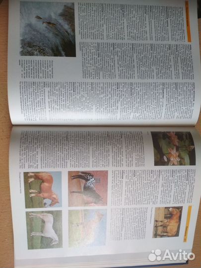 Большой цветной энц.словарь