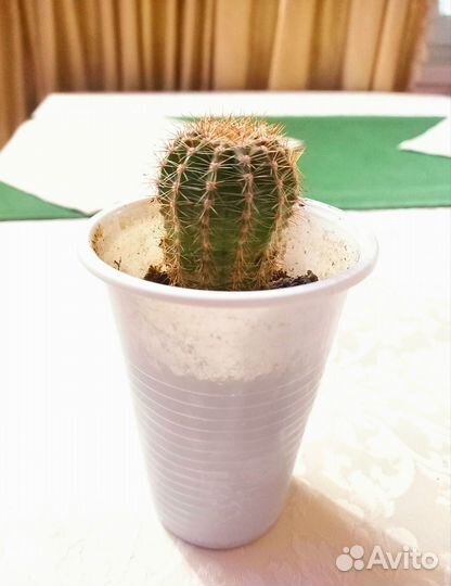 Кактусы и суккуленты