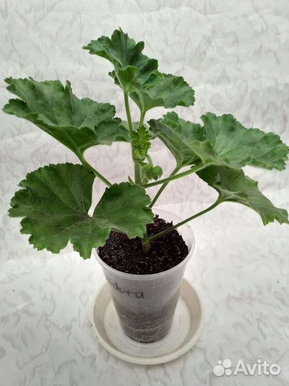 Тюльпановидная пеларгония Red Pandora