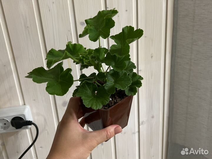 Пеларгония герань MD-Somnul Dulce