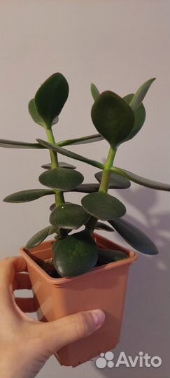 Красула толстянка (денежное дерево)