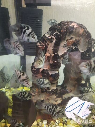 Рыбки в аквариум сапфировый попугай, попугай панда