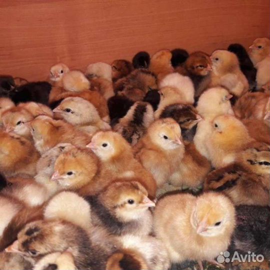 Цыплята домашние,суточные, подрощенные