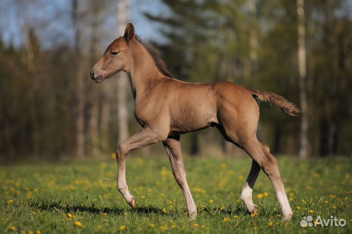 Продажа лошадей