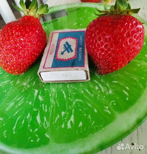 Рассада ремонтантной клубники Мурано