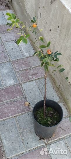 Спирея литл принцесс, шиповник бесшипный, флоксы