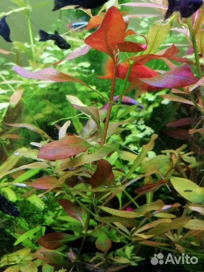 Аквариумные растения